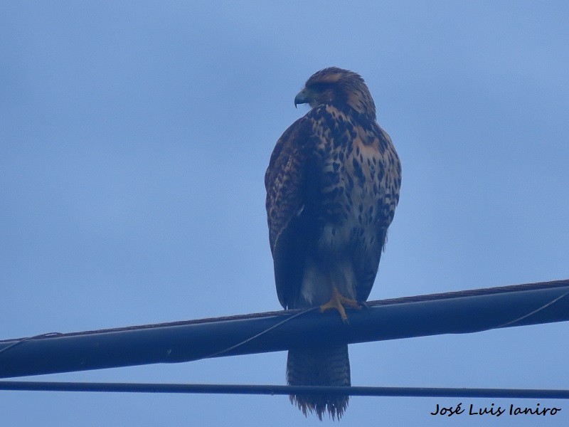 Harris's Hawk - ML607280321