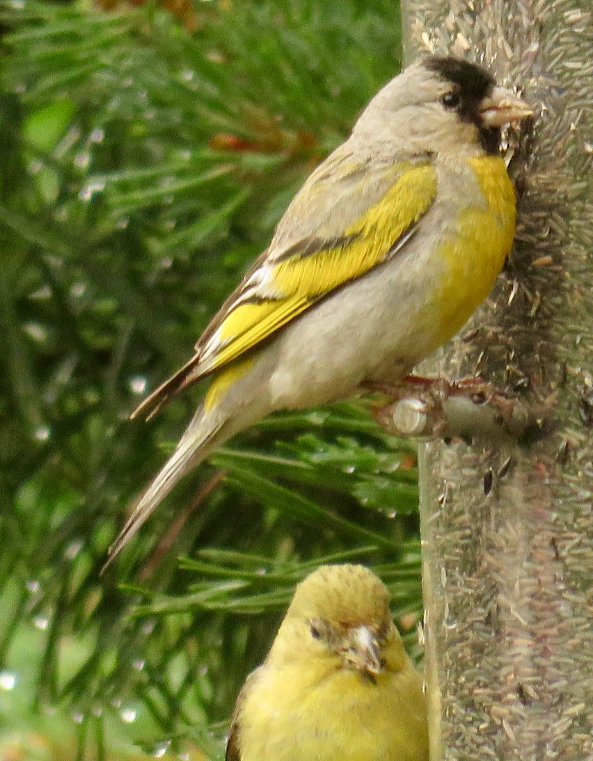 Lawrence's Goldfinch - ML60728061
