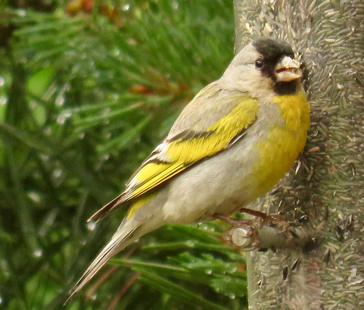 Lawrence's Goldfinch - ML60728071