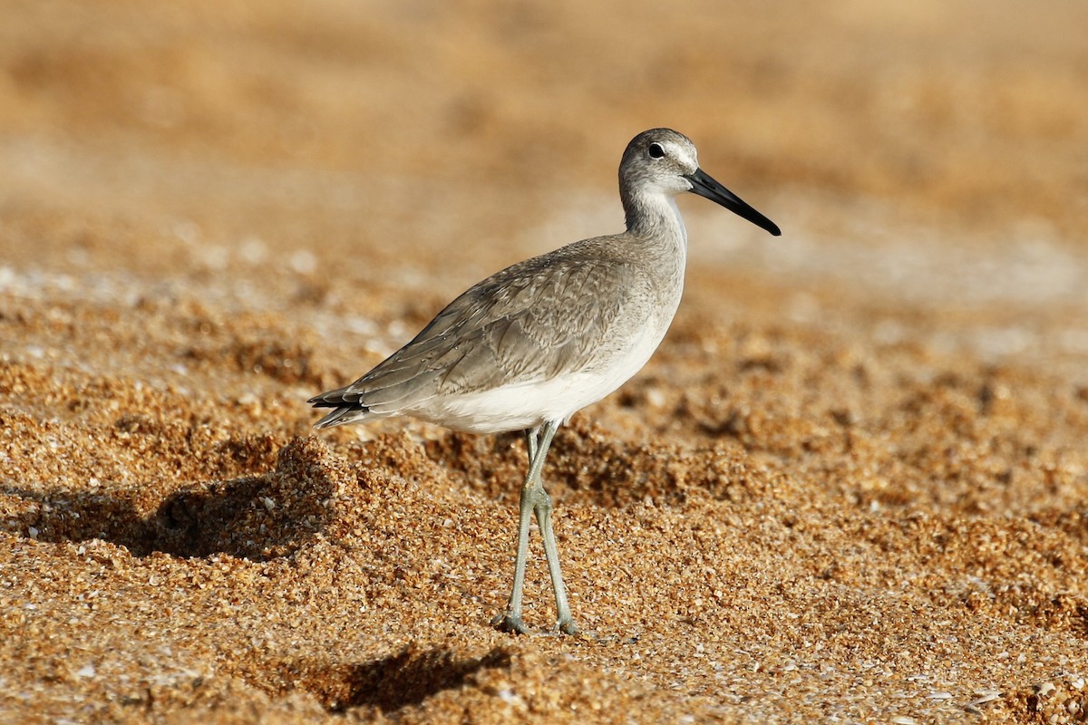 Willet - ML607281241