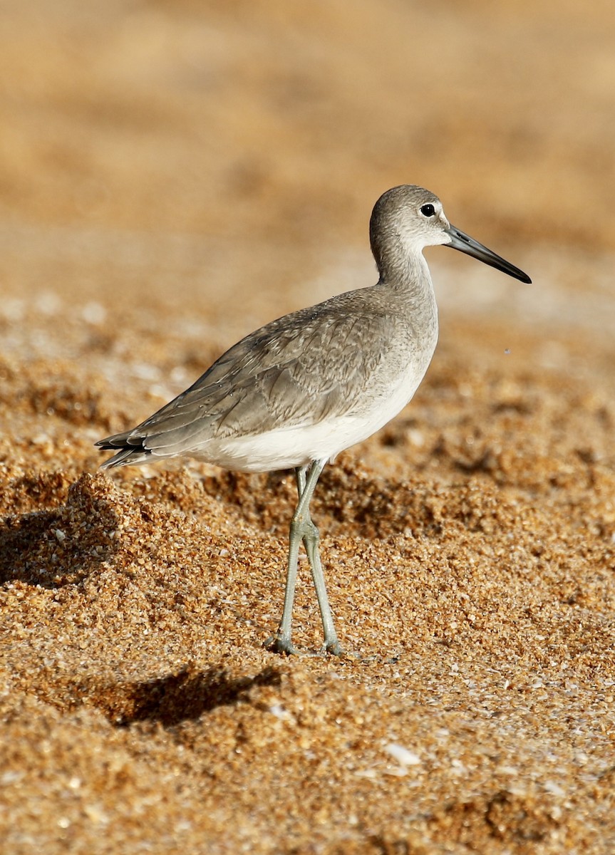 Willet - ML607281251