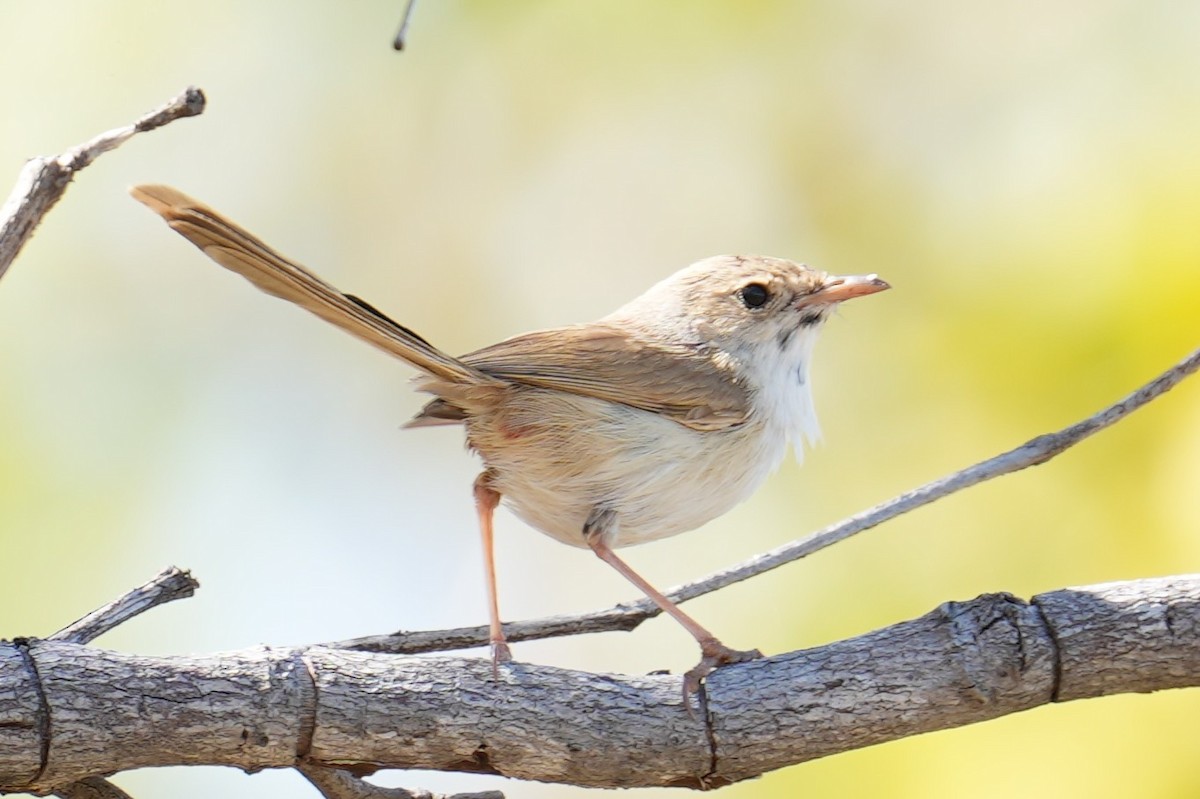 Red-backed Fairywren - Samantha Duffy