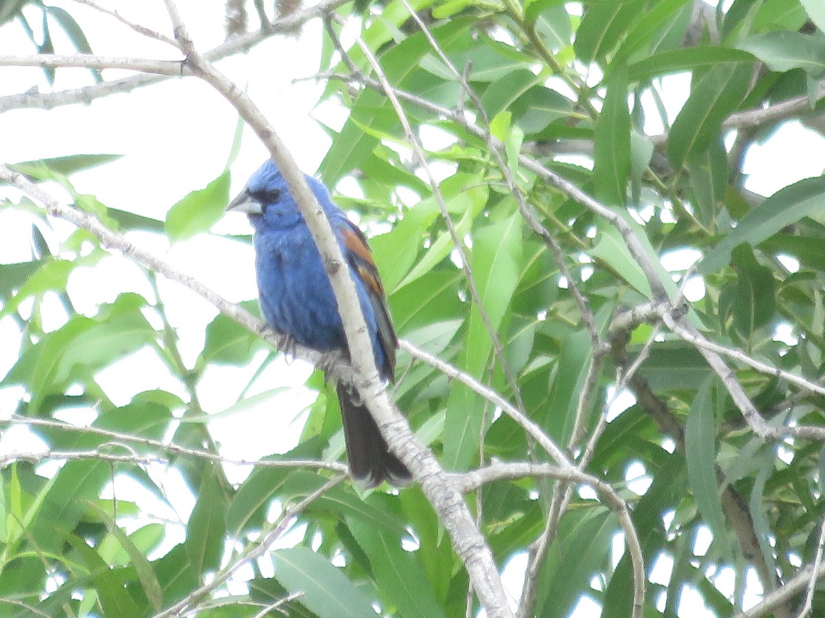 Blue Grosbeak - ML60728171