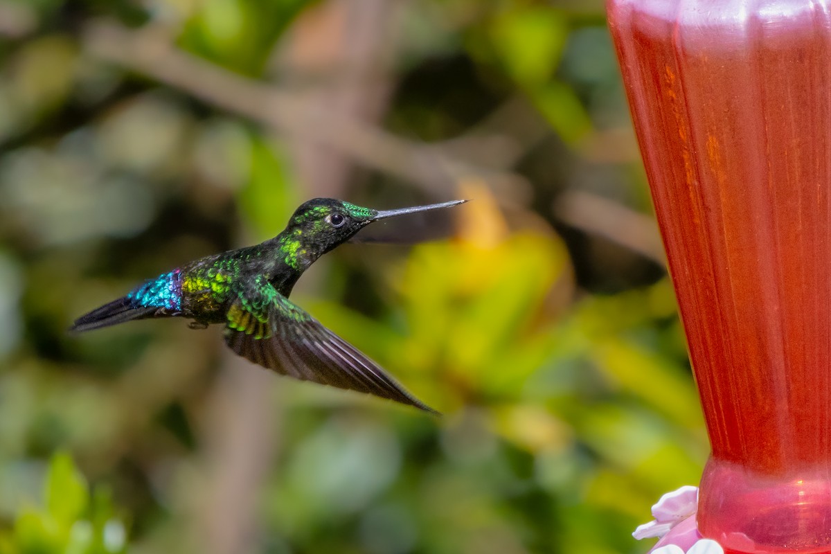 Blue-throated Starfrontlet - Vikram S