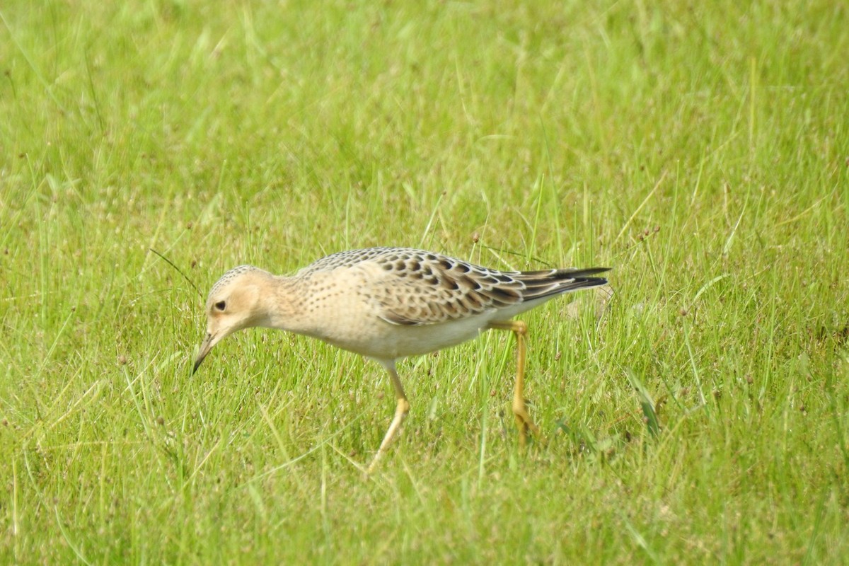 Buff-breasted Sandpiper - ML607283891