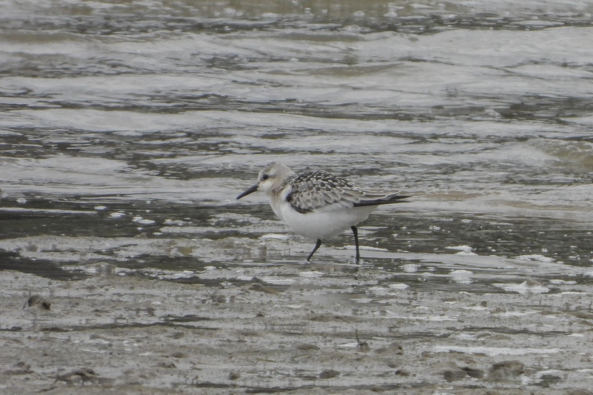 Sanderling - Aitor Zabala