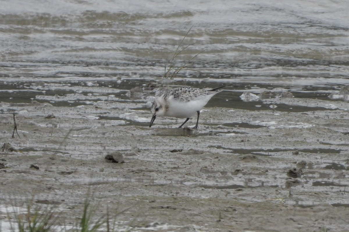 Sanderling - Aitor Zabala