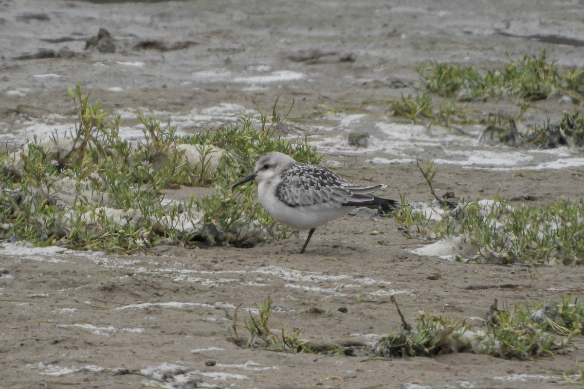 Bécasseau sanderling - ML607284191