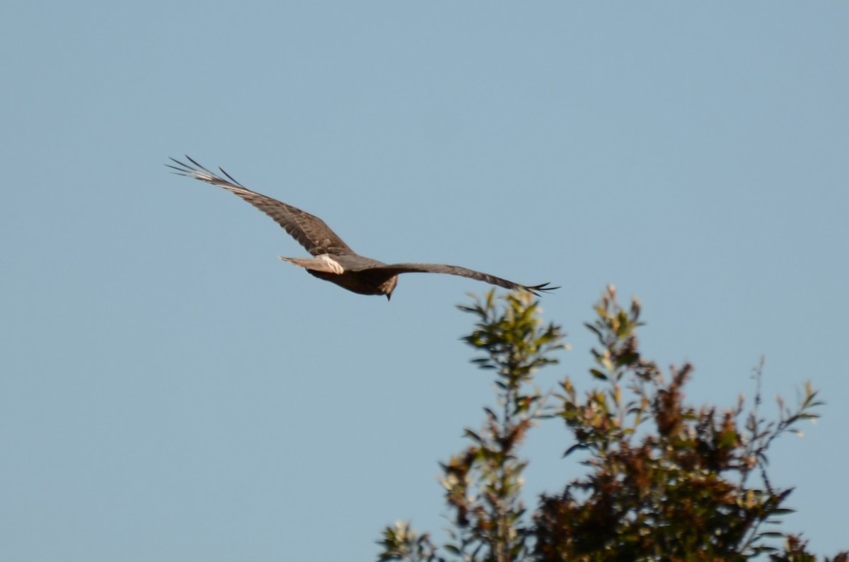 Swamp Harrier - ML60728471