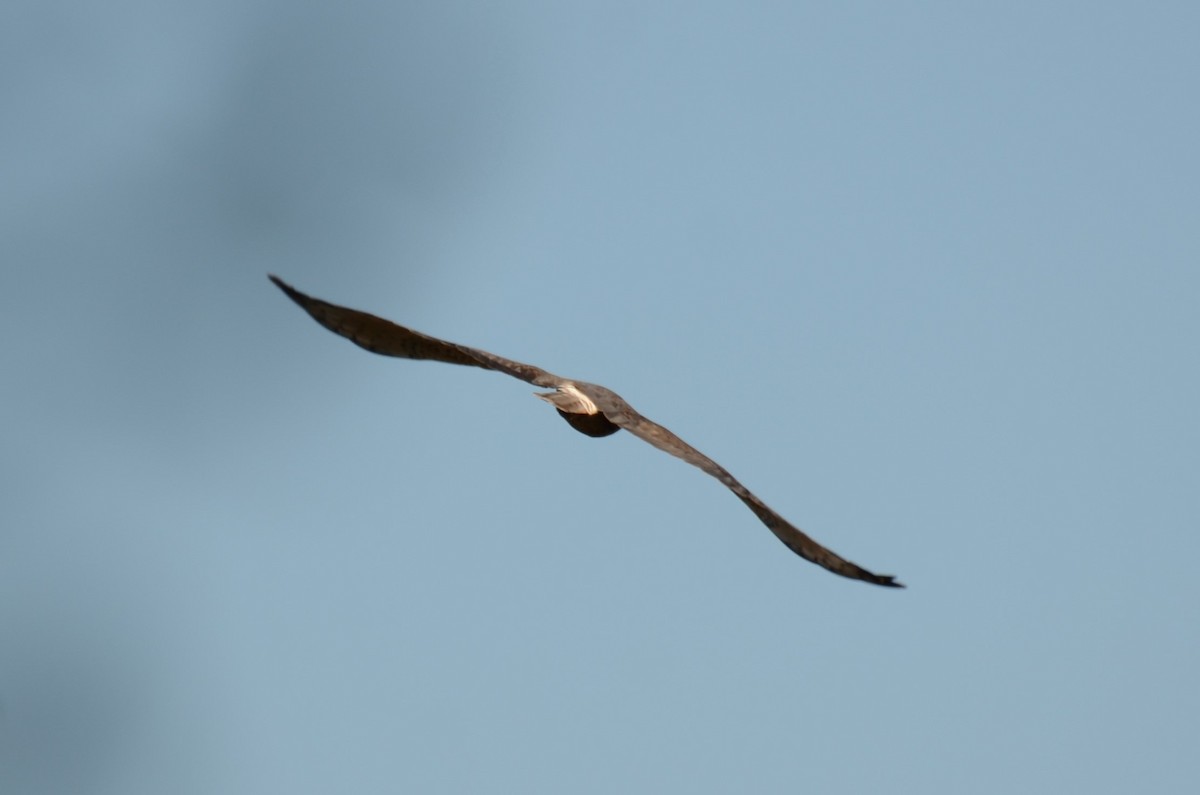 Swamp Harrier - ML60728481