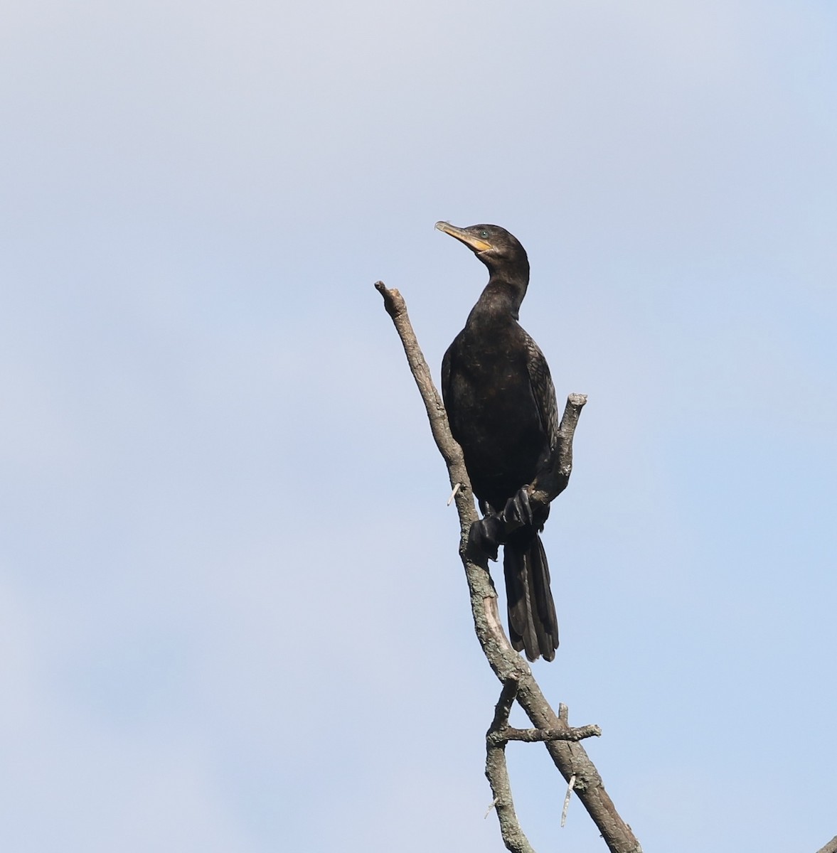 Neotropic Cormorant - ML607285881