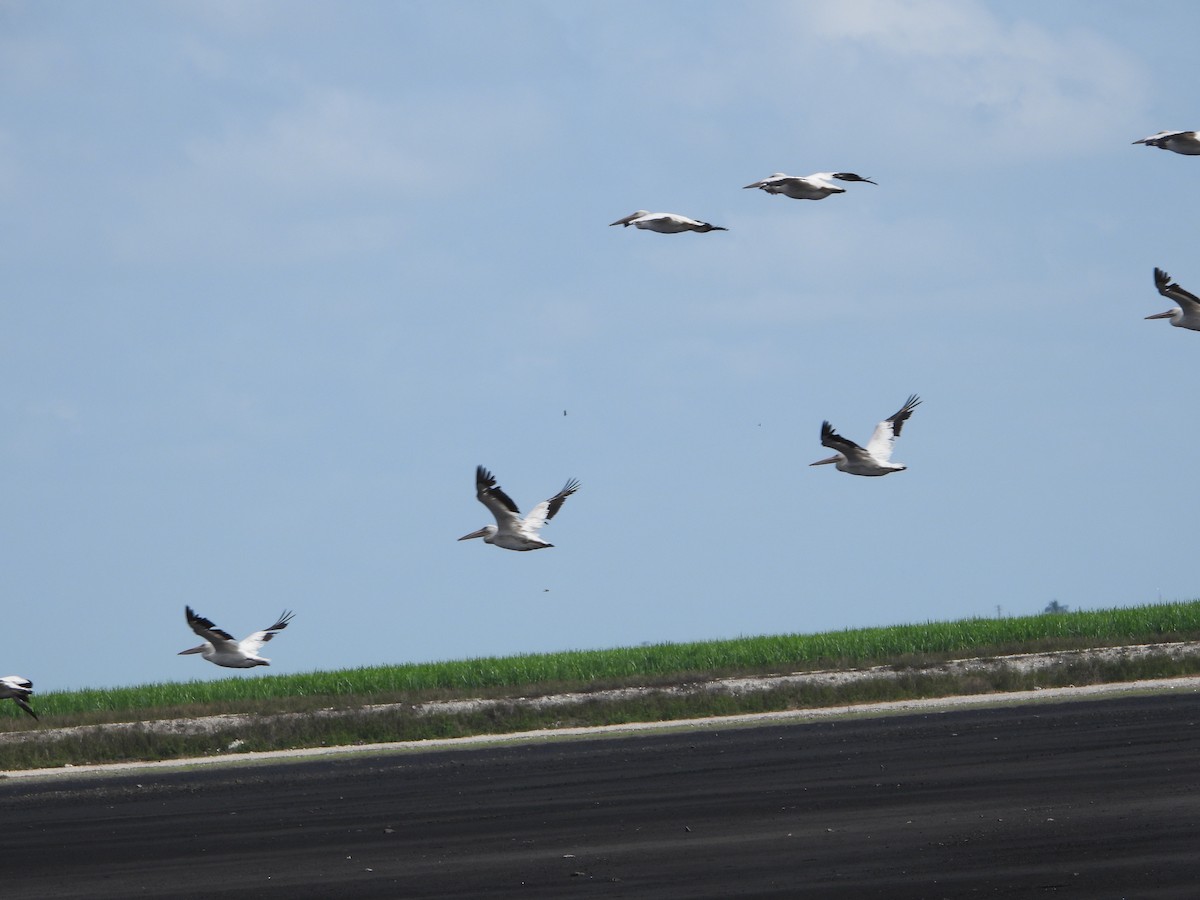 American White Pelican - ML607286041