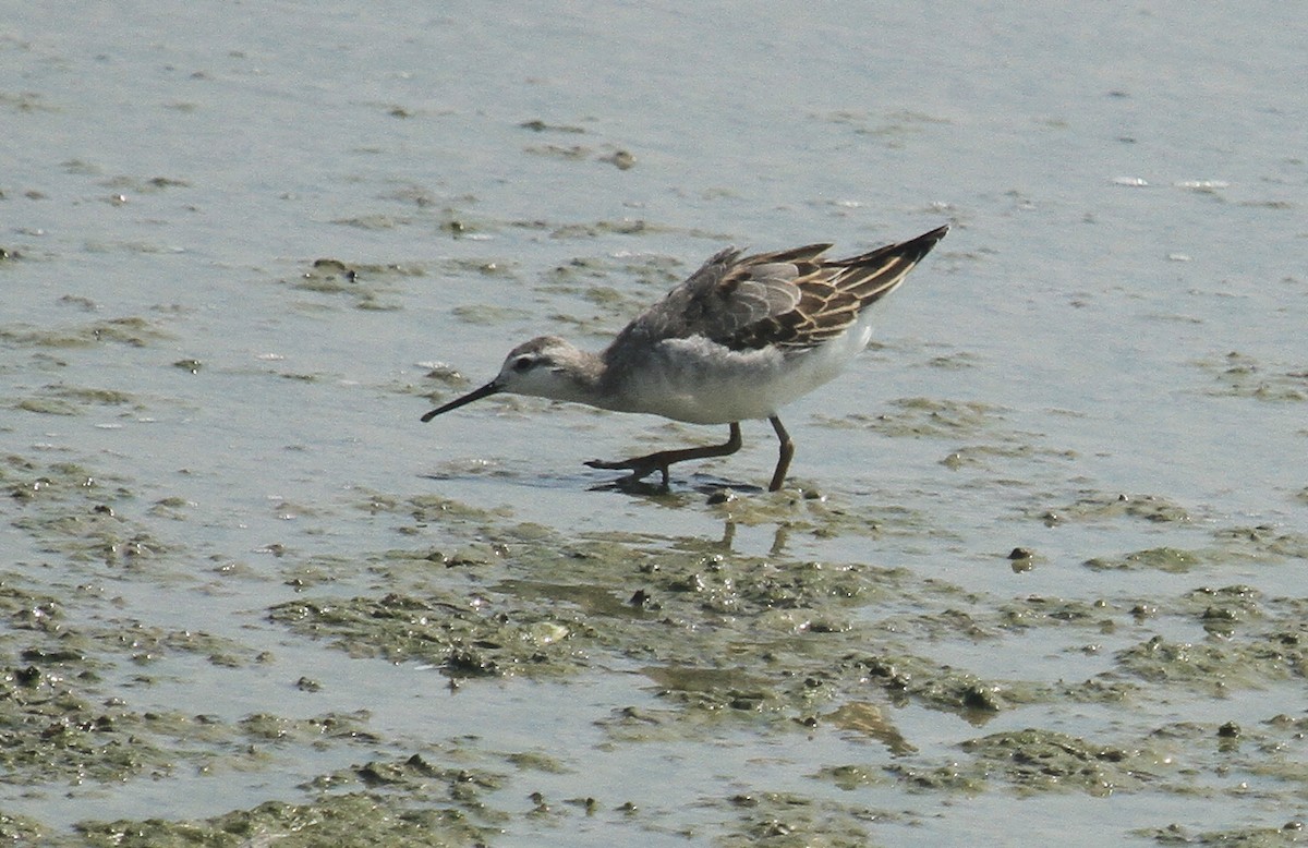 hvithalesvømmesnipe - ML607286101