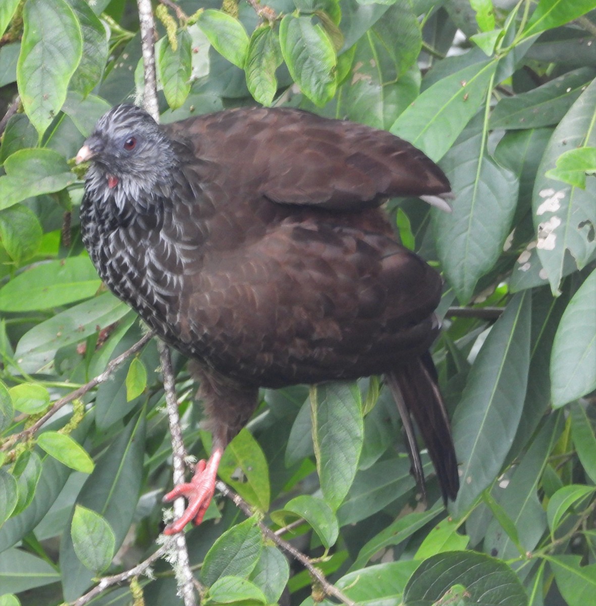 Andean Guan - ML607289011