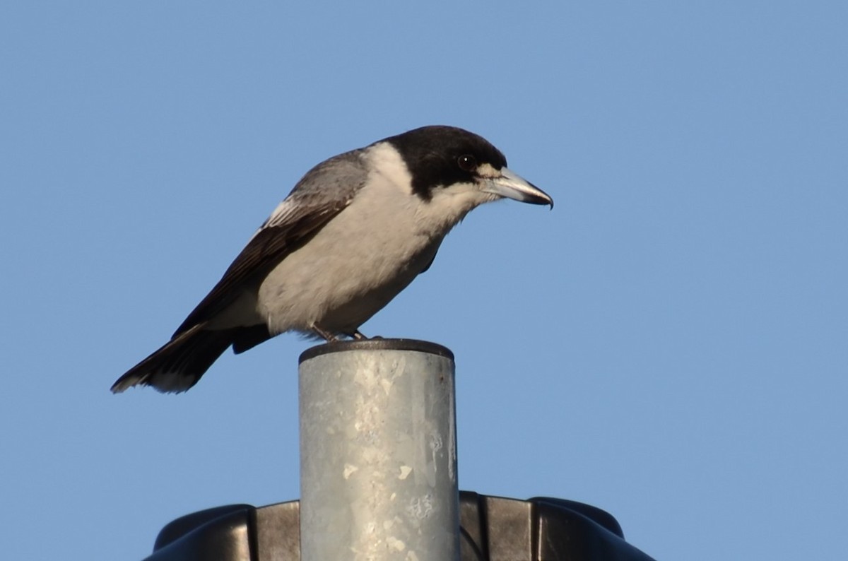 Gray Butcherbird - ML60728941