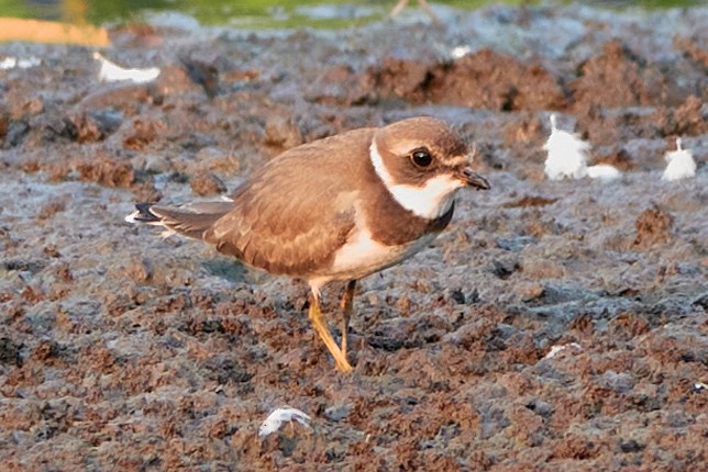 Semipalmated Plover - ML607290021
