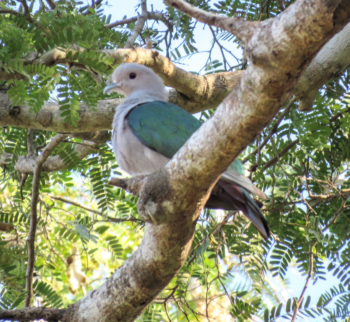 Green Imperial-Pigeon - Elizabeth Skakoon