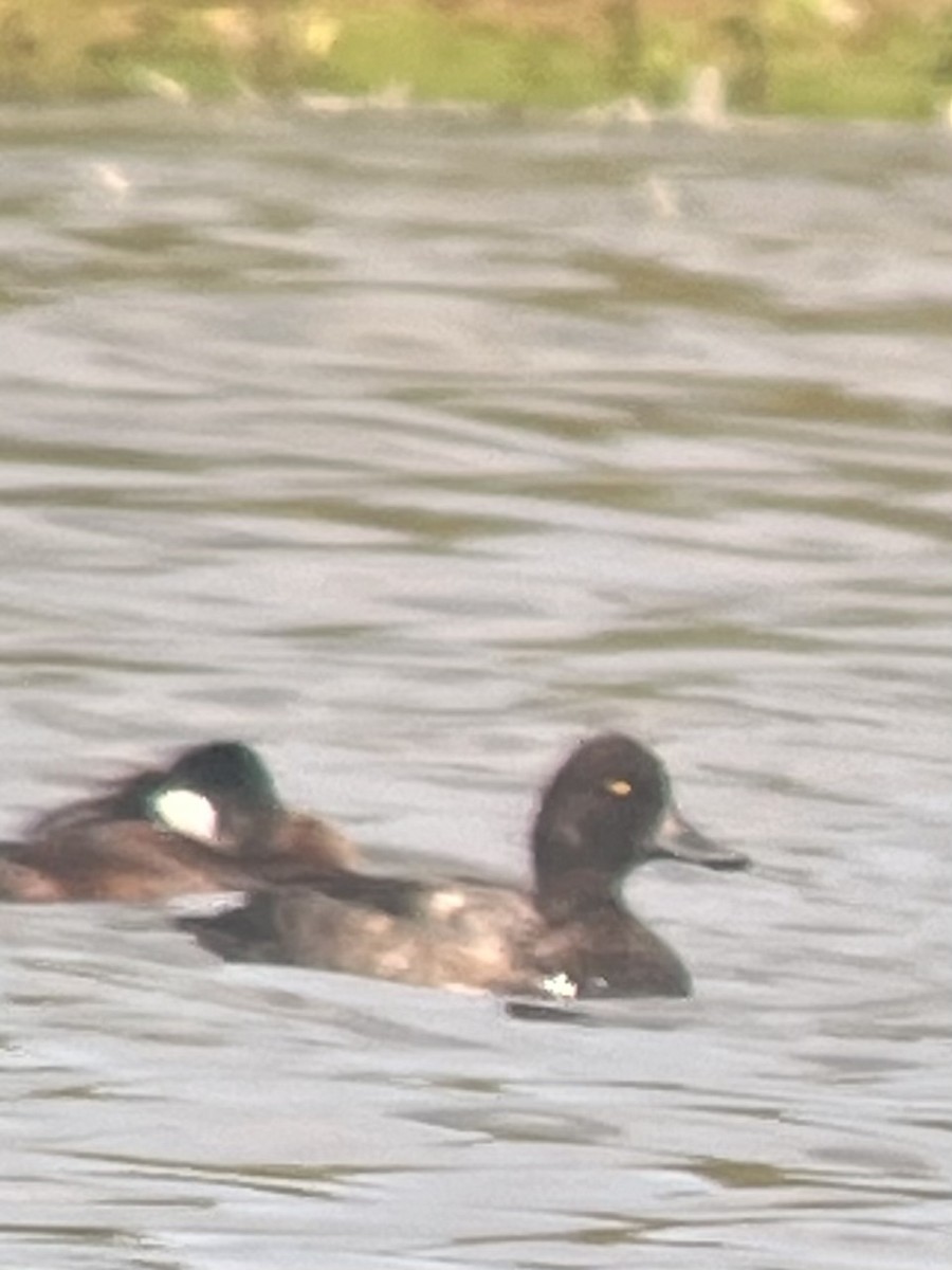 Lesser Scaup - ML607290281