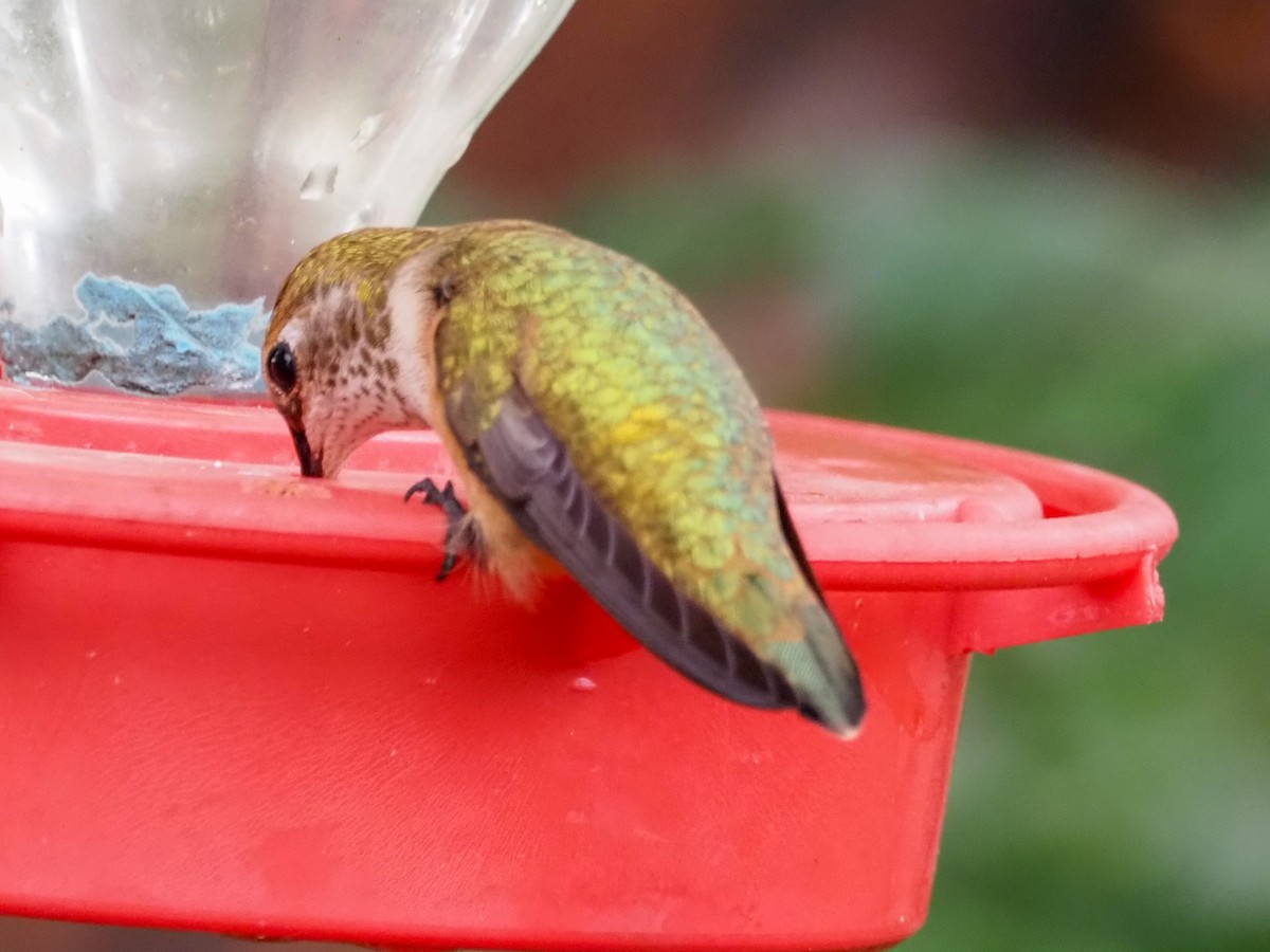 Broad-tailed Hummingbird - ML607290421
