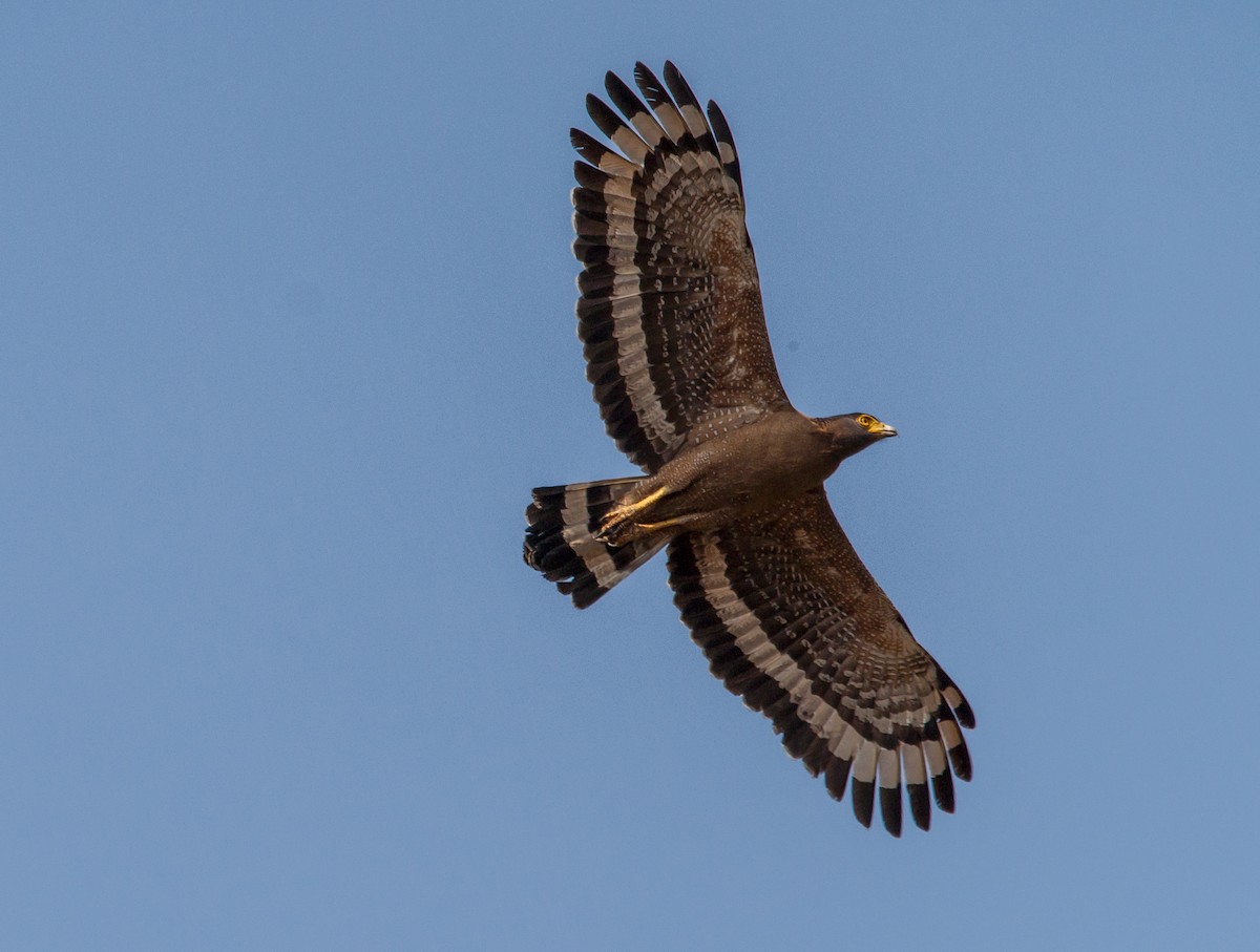 Crested Serpent-Eagle - Anonymous
