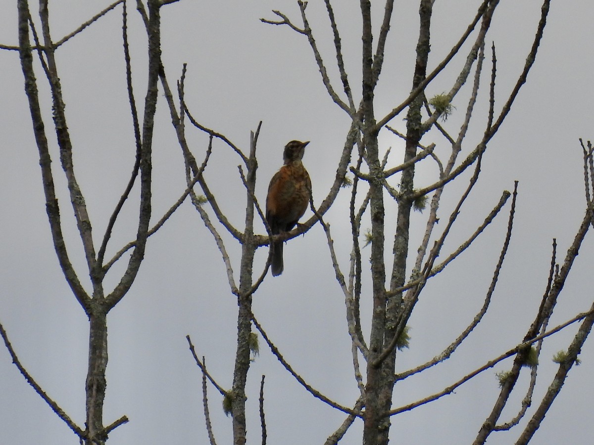 American Robin - ML607292721
