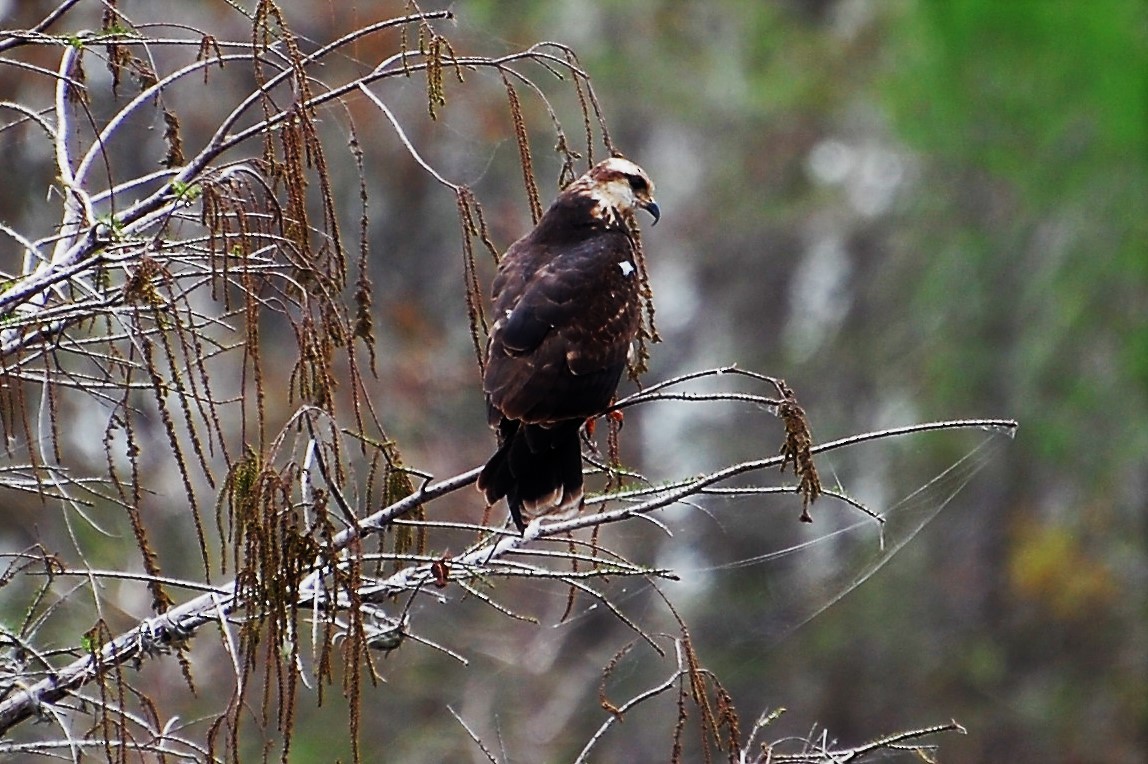 Snail Kite - ML607293691