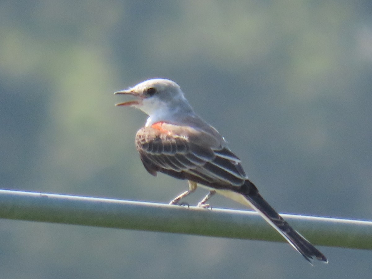 Scissor-tailed Flycatcher - ML607293861