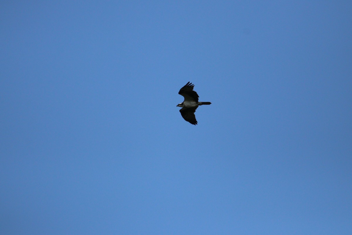 Osprey - ML607294201