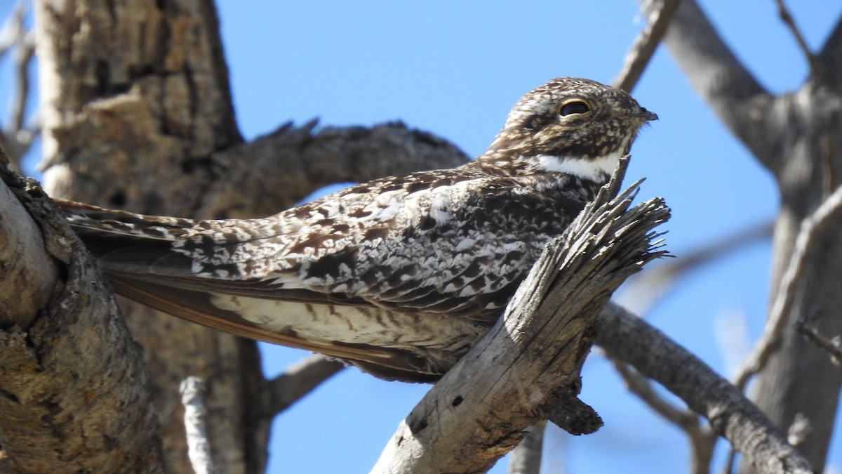 Common Nighthawk - ML607294281