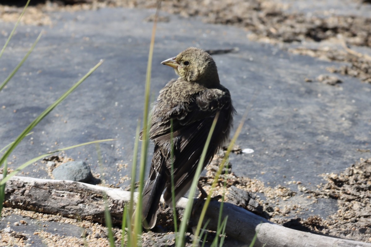 Brown-headed Cowbird - ML607294371