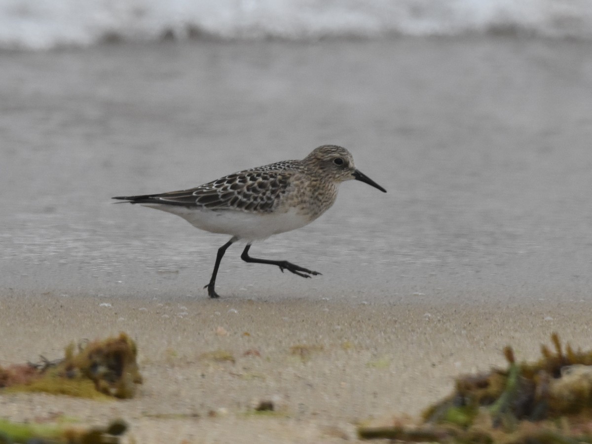 Baird's Sandpiper - ML607294571