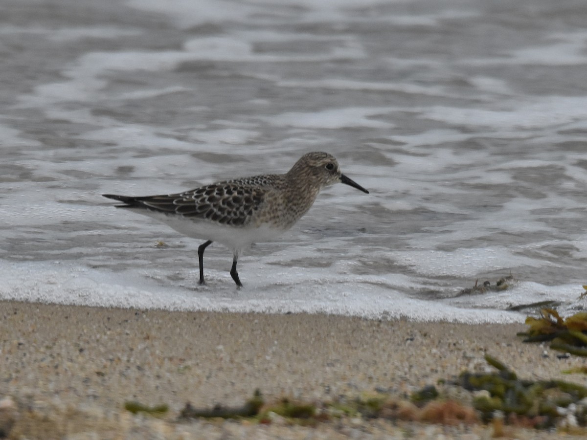 Baird's Sandpiper - ML607294581