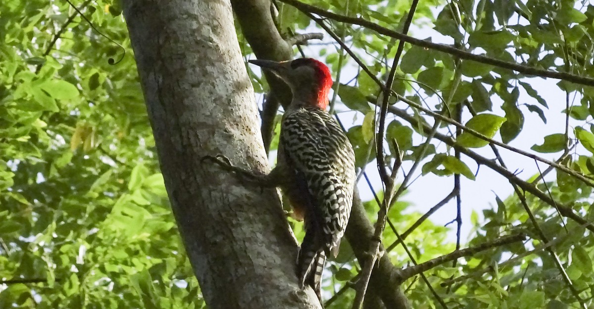 West Indian Woodpecker - Claudia Mantilla