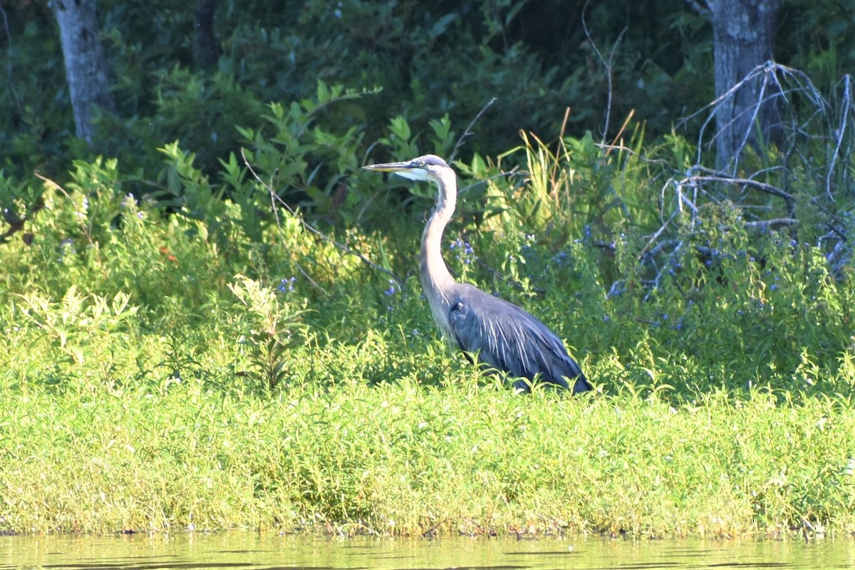 Great Blue Heron - ML607296161