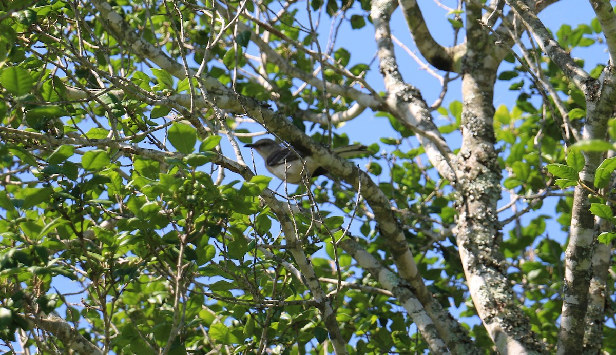 Northern Mockingbird - ML60729671