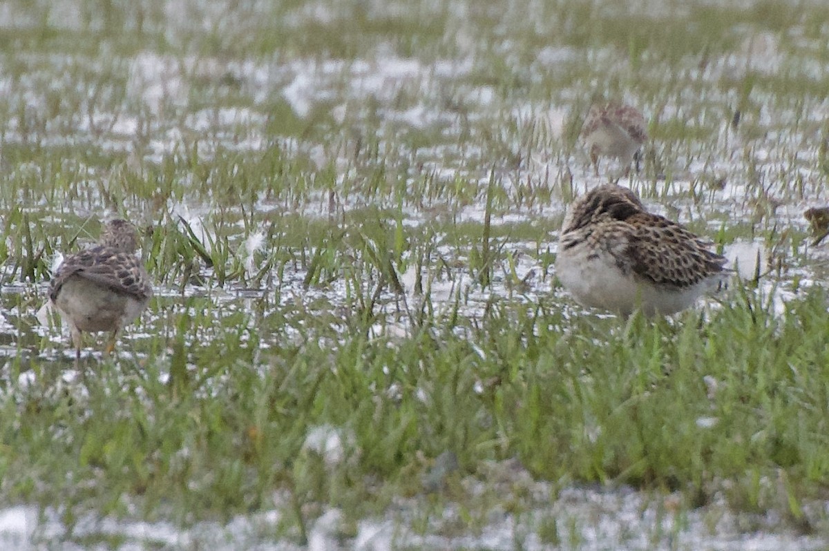 Орог элсэг - ML607297181