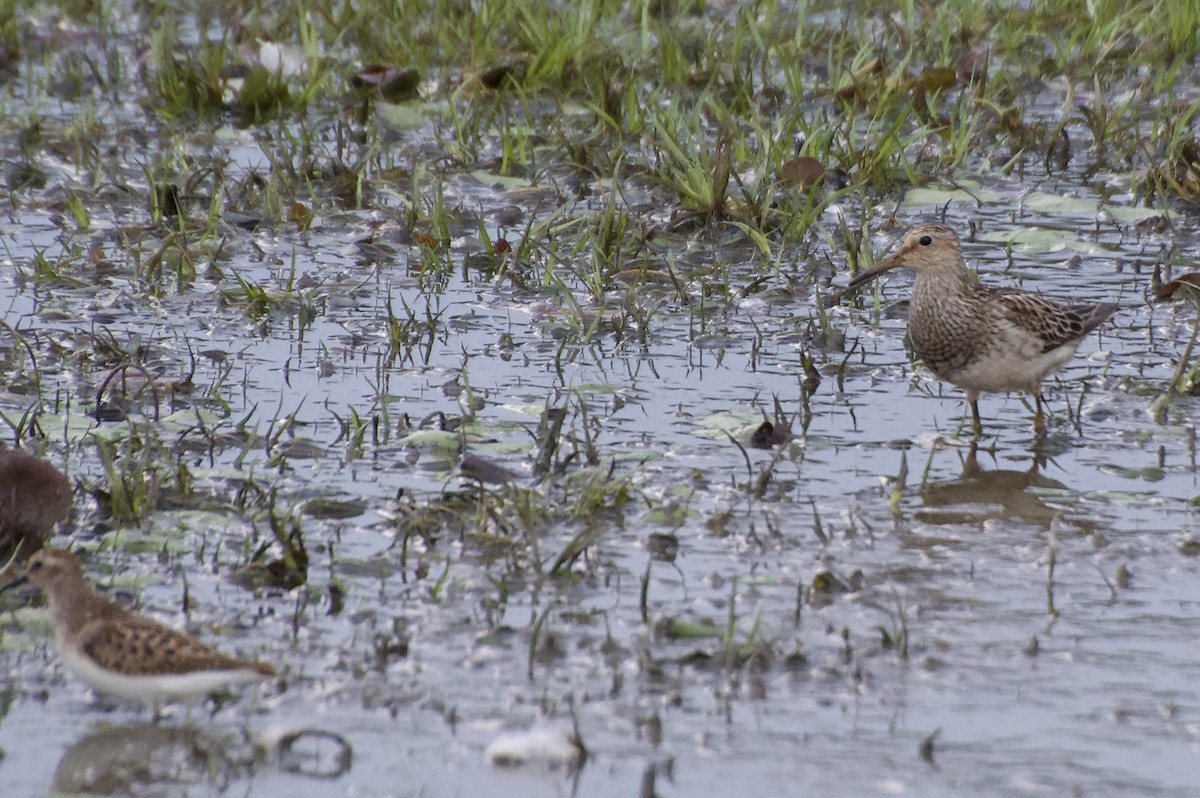 Орог элсэг - ML607297191