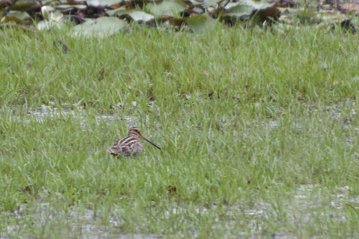 Wilson's Snipe - ML607297211