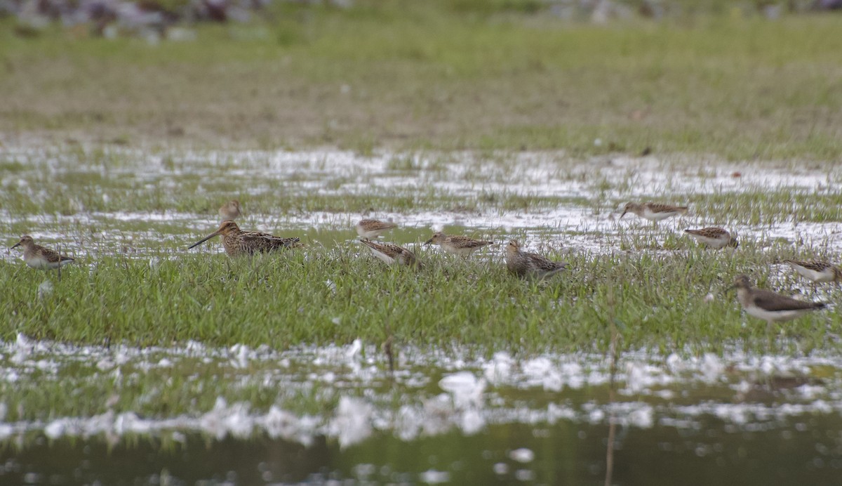Wilson's Snipe - ML607297221