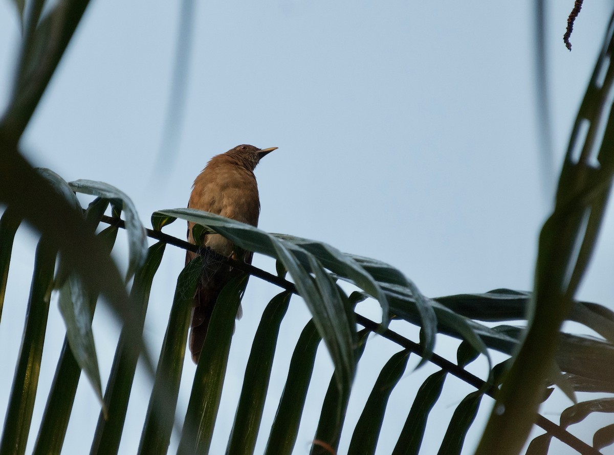 Varzea Thrush - ML607297601