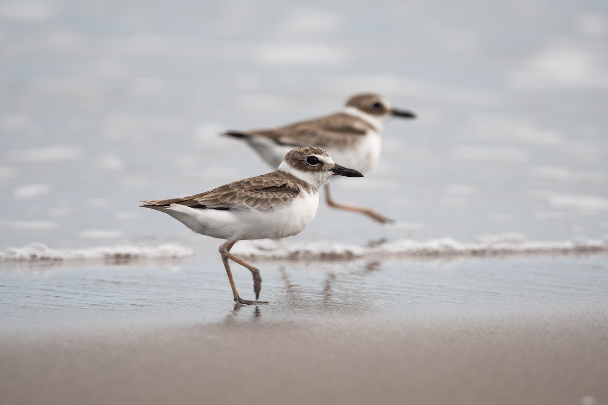 Wilson's Plover - ML607297741