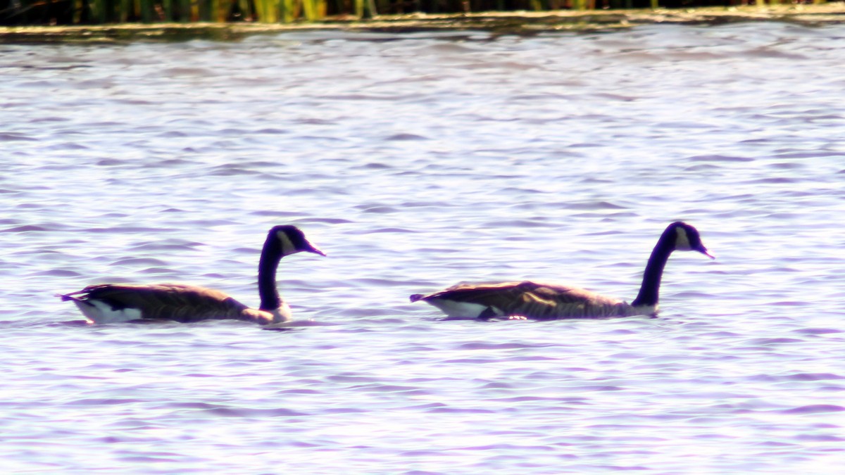 Канад галуу - ML607297851