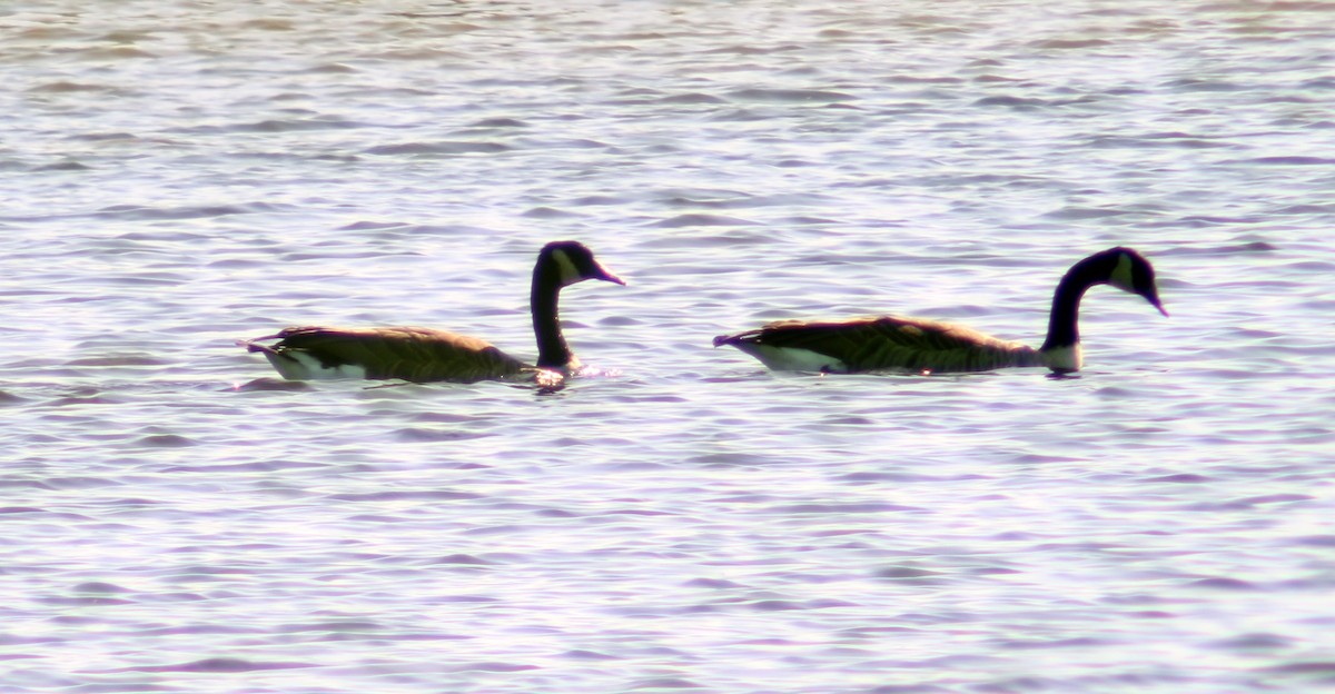 Канад галуу - ML607297861