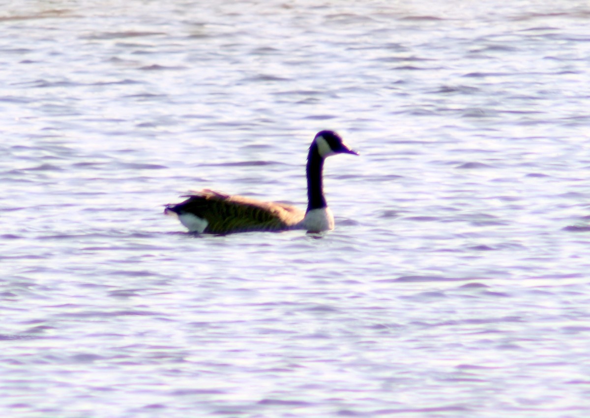 Канад галуу - ML607297871