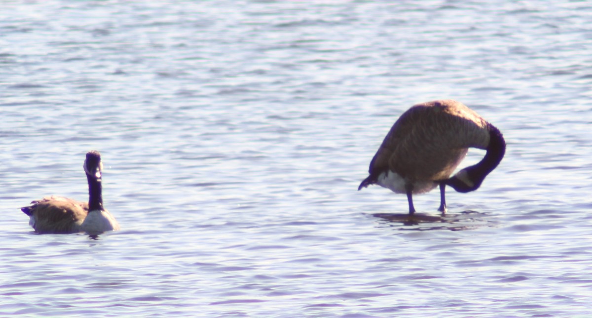 Канад галуу - ML607297881