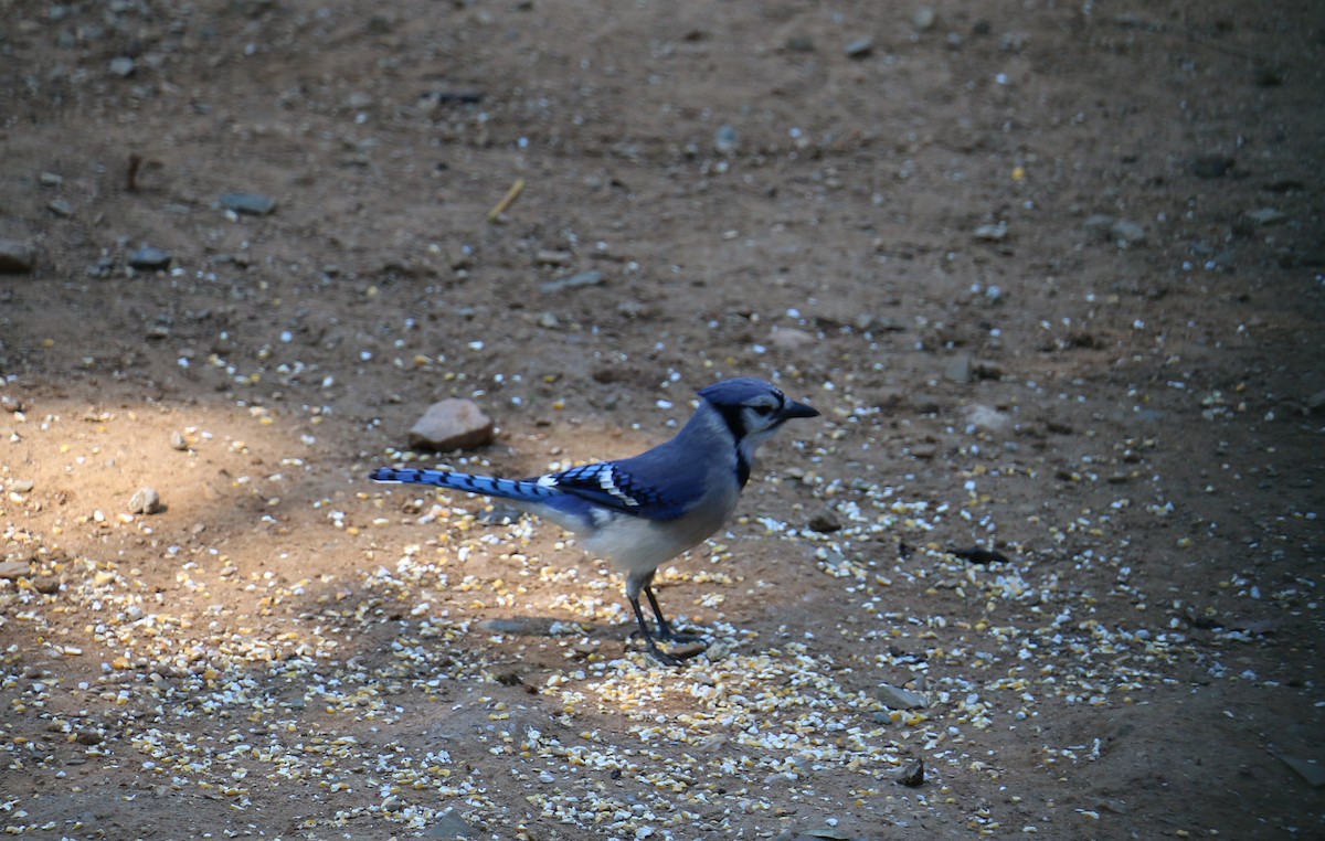 Blue Jay - ML60729791