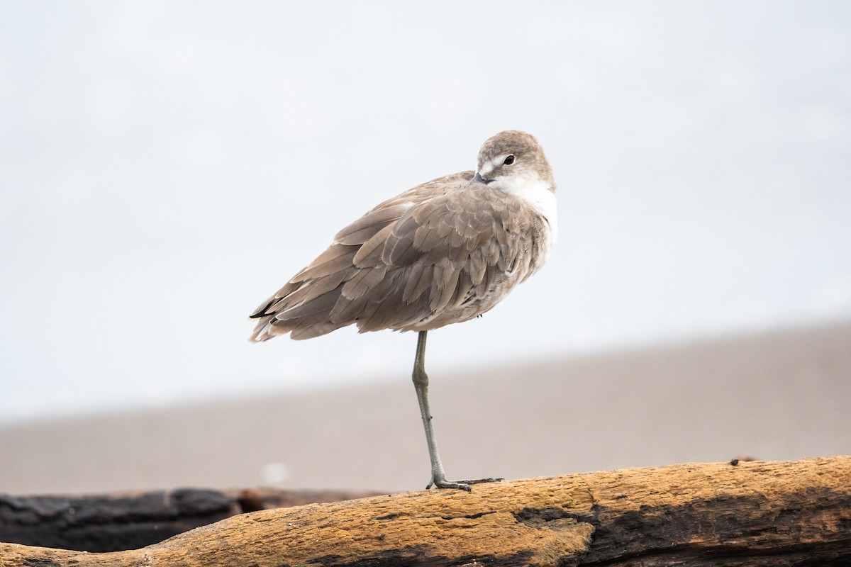 Willet - Ivani Martínez Paredes