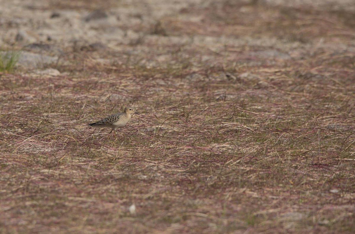 Ухаа элсэг - ML607299481