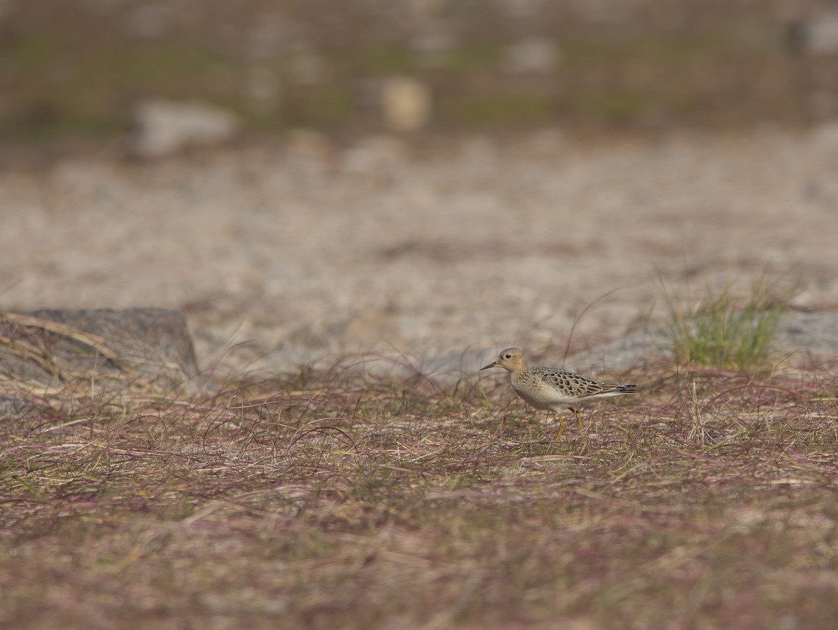 Ухаа элсэг - ML607299491