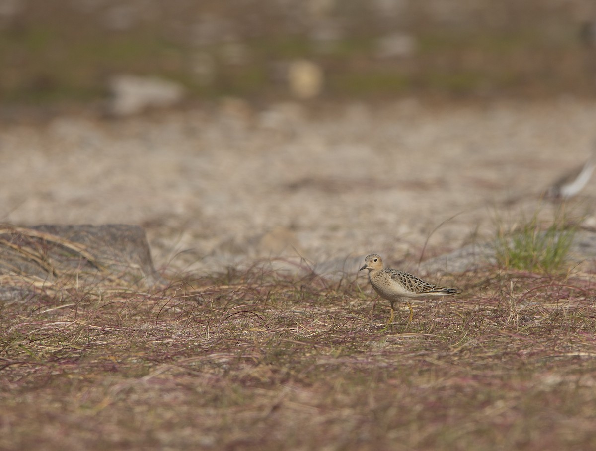 Buff-breasted Sandpiper - ML607299501